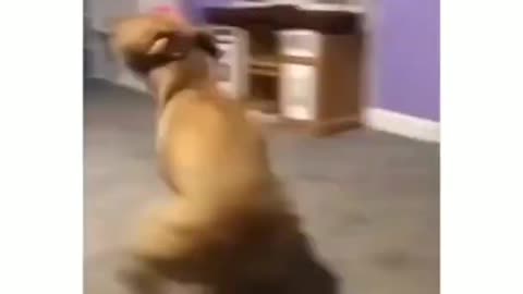 Try to don't laugh