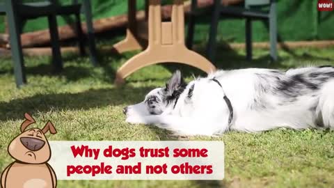 Dogs can recognize bad people.