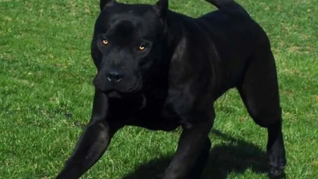 looks at the beauty of black pitbull