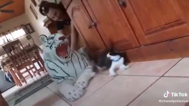 Cat vs tiger