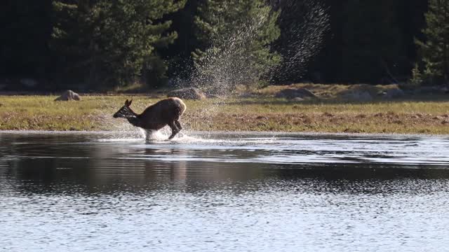 Elk Takes a Playful Dip in the Lake