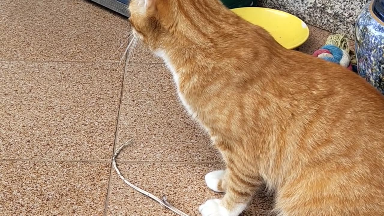 Cat Fetches Stick Like a Dog