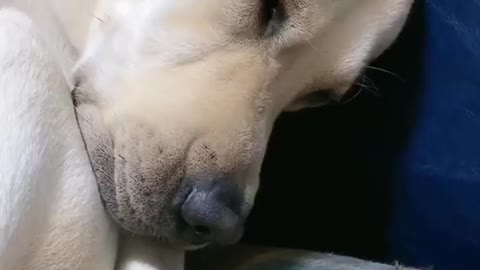 Dog is done with life