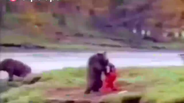 Urso russo vs urso americano