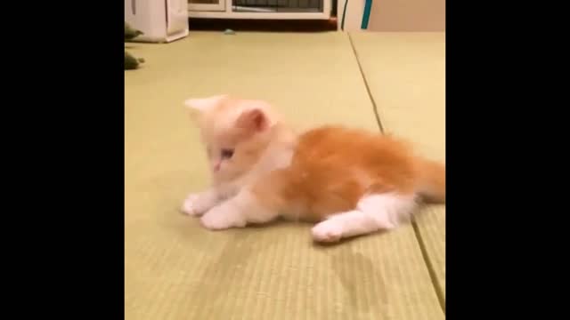 Nice ginger kitten playing and jumps