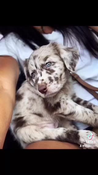 Check out these pictures of cute dogs