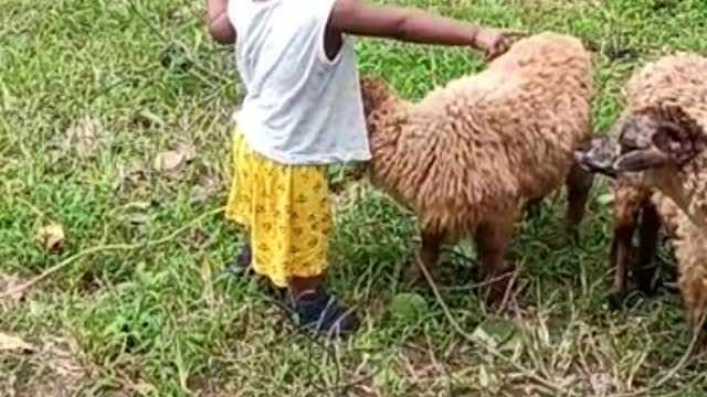 Baby playing with Sheep