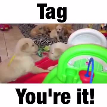 Adorables cachorros de Golden Retriever juegan en el tobogán