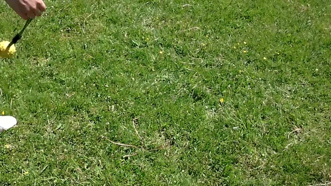 German black shepherd in training