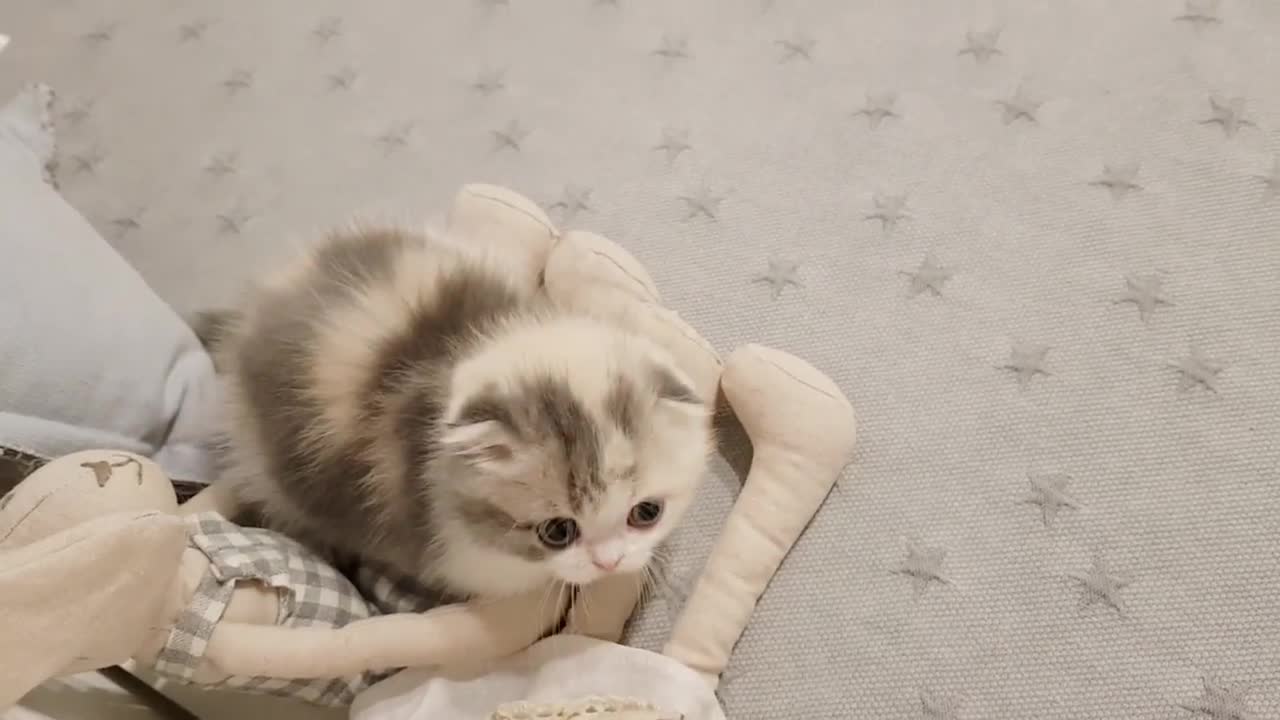 Cute kitten video (Short legged cat)