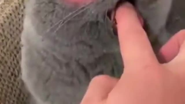 angry cat cute cat video