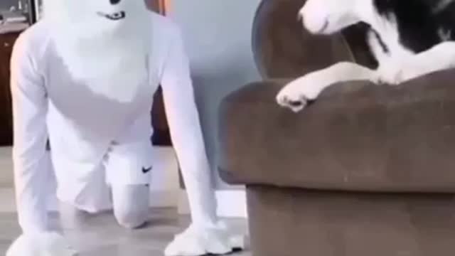 Dog has a funny reaction when he sees his owner in a costume