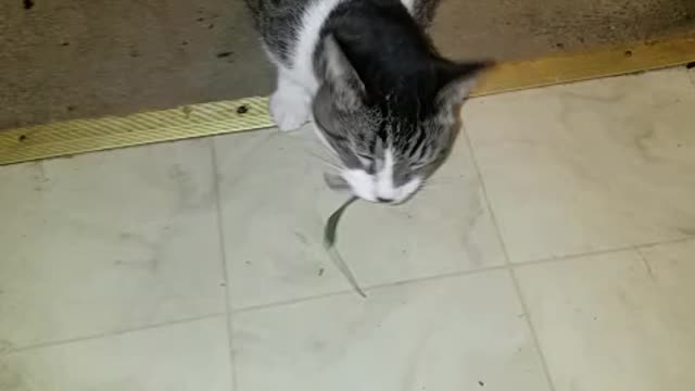 Cat chasing a blade of grass