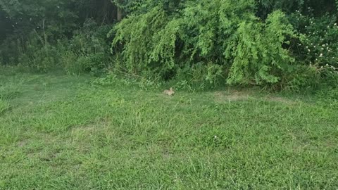 Wild rabbit eating in the park