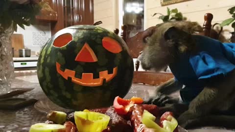 halloween monkey