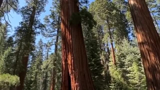 Sequoia National Park is a super cool yet underrated National Park in California