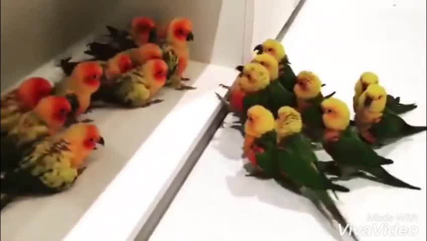 Birb on birb gang violence