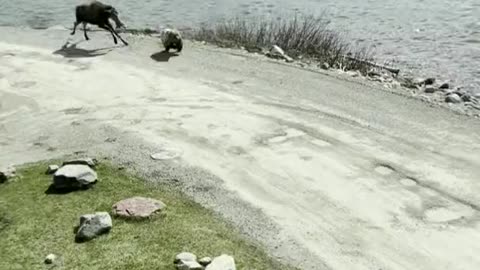 Moose vs Grizzly! 👀