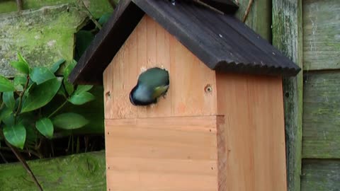 Nest Building of Engineer Bird