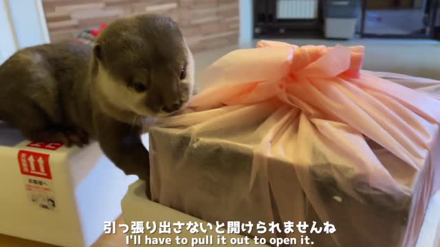 Cat and otter are too curious about the asechi food