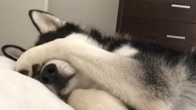 Husky trying to sleep in on a Monday