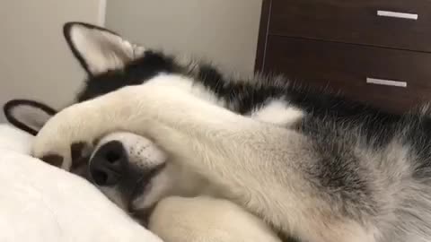 Husky trying to sleep in on a Monday