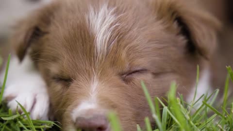 A cute little puppy sleeps on grass - closeup