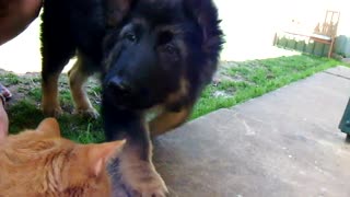 German Shepard Titan meets 1st Cat (loud barking)