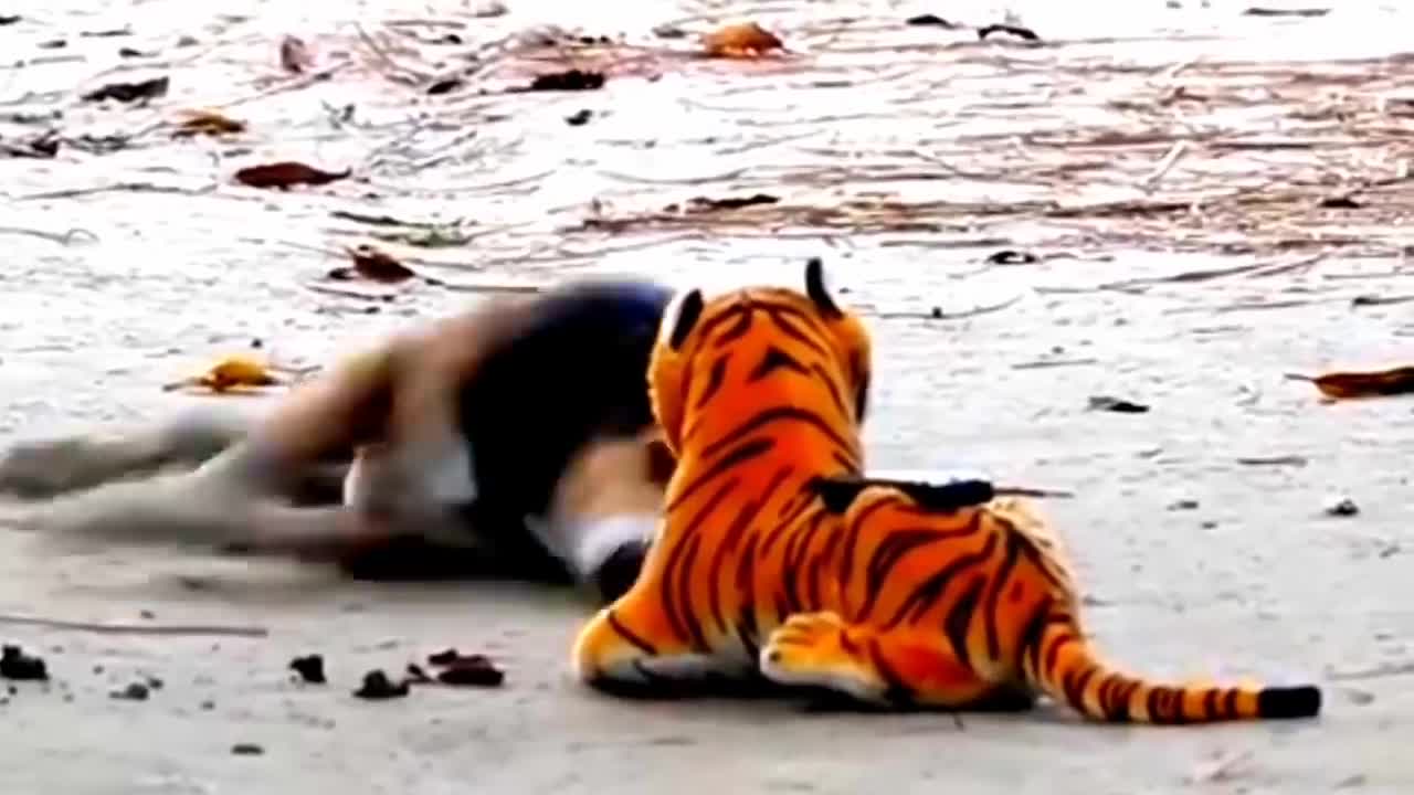 Dog and Tiger prank video..