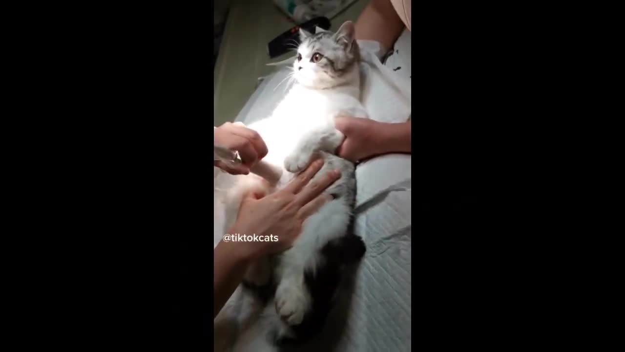 FUNNY CATS COMPILATION 2021 - THE BEST