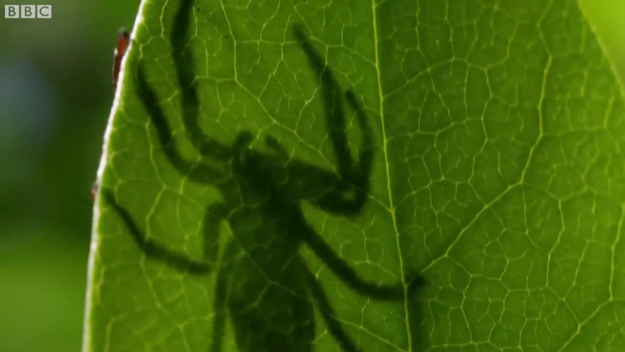 Filming the Kung Fu Mantis | Wild Stories | BBC Earth