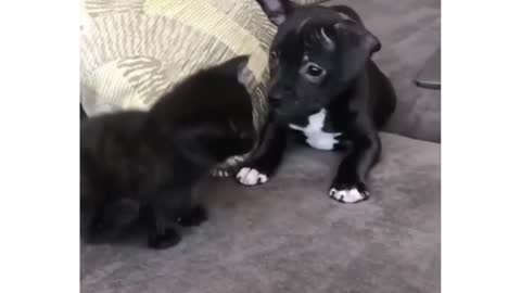 Cute Puppy is Happy to meet his Little Kitten Friend