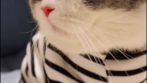 Baby Cats - Cute and Funny Cat Videos Compilation | Aww Animals
