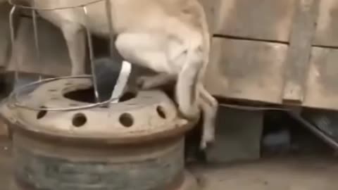 Chicken vs dog fight 🤣🤣😂. very funny video