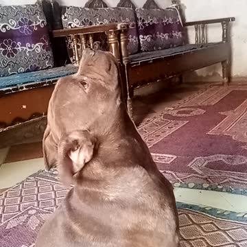 A Pitbull dog looks at the ceiling to hunt a lizard and was able to catch it
