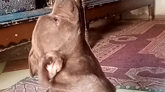 A Pitbull dog looks at the ceiling to hunt a lizard and was able to catch it