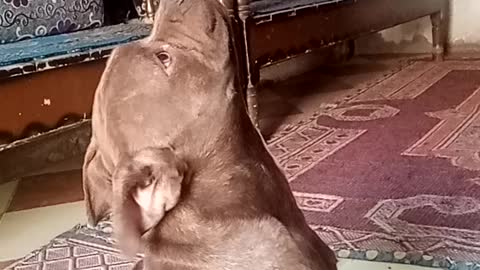 A Pitbull dog looks at the ceiling to hunt a lizard and was able to catch it