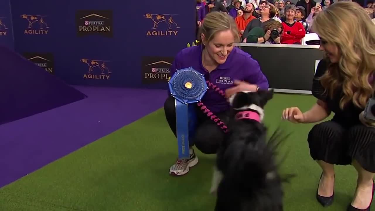 Best of the Agility competition from the 2020 Westminster Kennel Club Dog show | FOX SPORTS