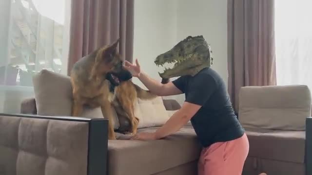 German shepherd pranked by crocodile mask😻👌🐶