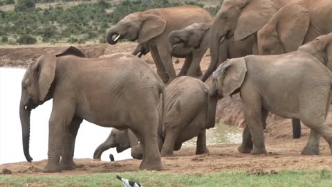 Baby Elephent 🐘 Playing in lake