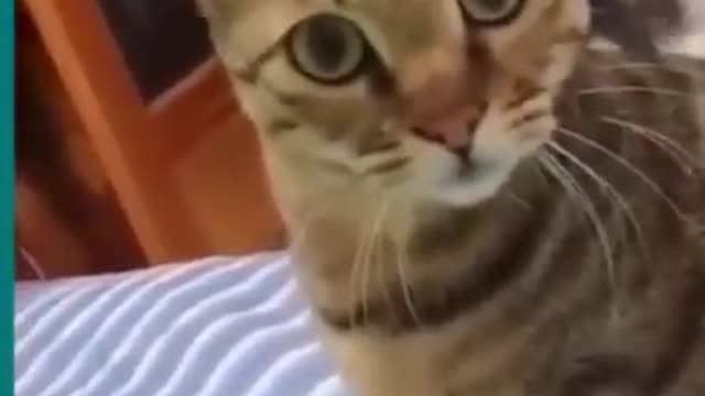 ----Cats and dogs fighting very funny--Try not to laugh