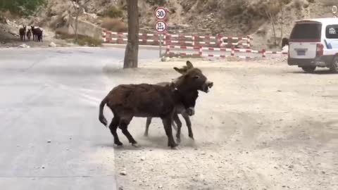 Two pet horses fighting