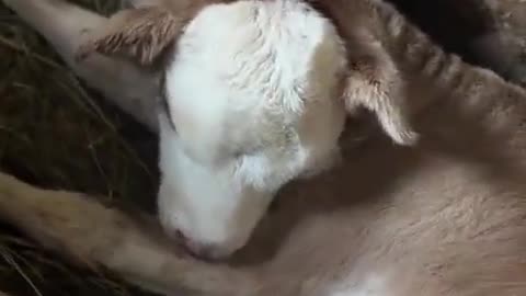 Two Headed Calf