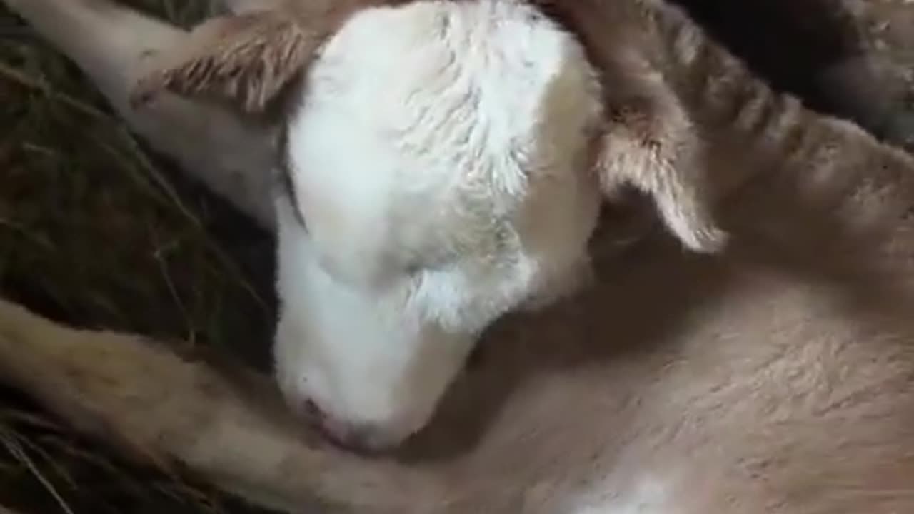 Two Headed Calf