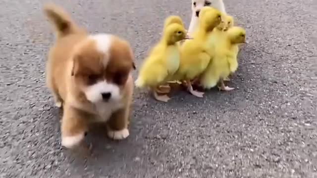 Pet dogs and ducklings