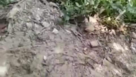 This is a beautiful and charming water-dwelling species