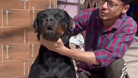 Power of Rottweiler