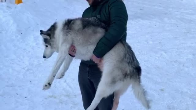 Human Helps Husky Do Number Two