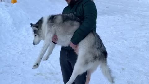 Human Helps Husky Do Number Two