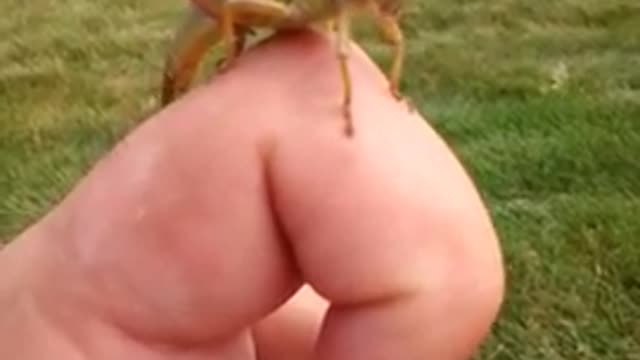 Grasshopper Poops on me!